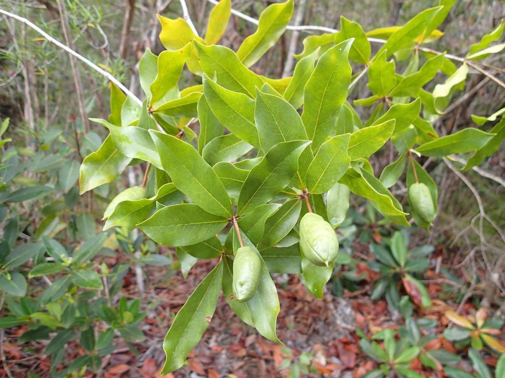 Pittosporum gracile fruit