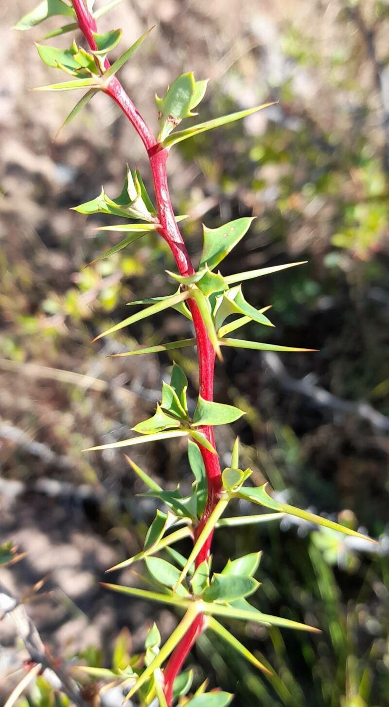 Berberis ruscifolia other