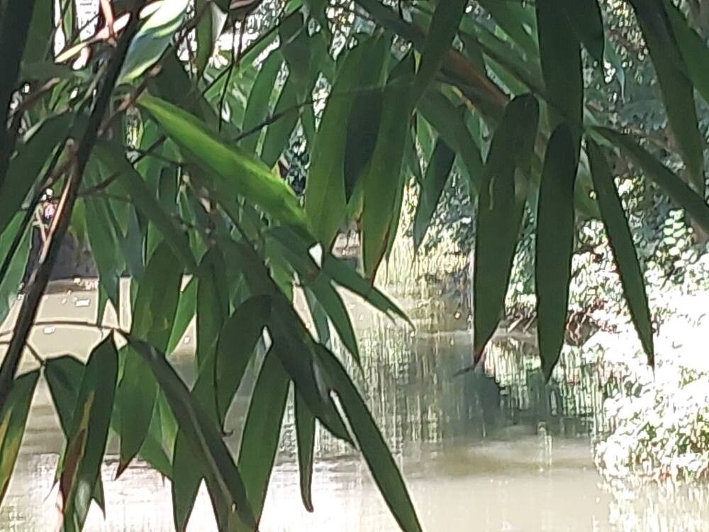 Yushania anceps — houseplant care guide