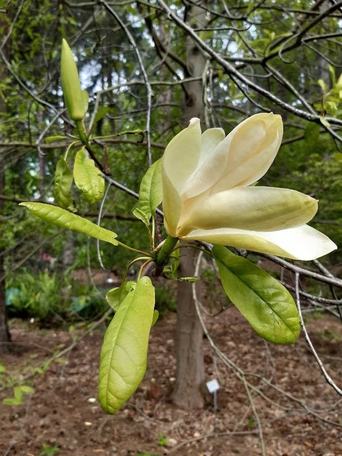 Magnolia pyramidata — search result for 'Magnolia'