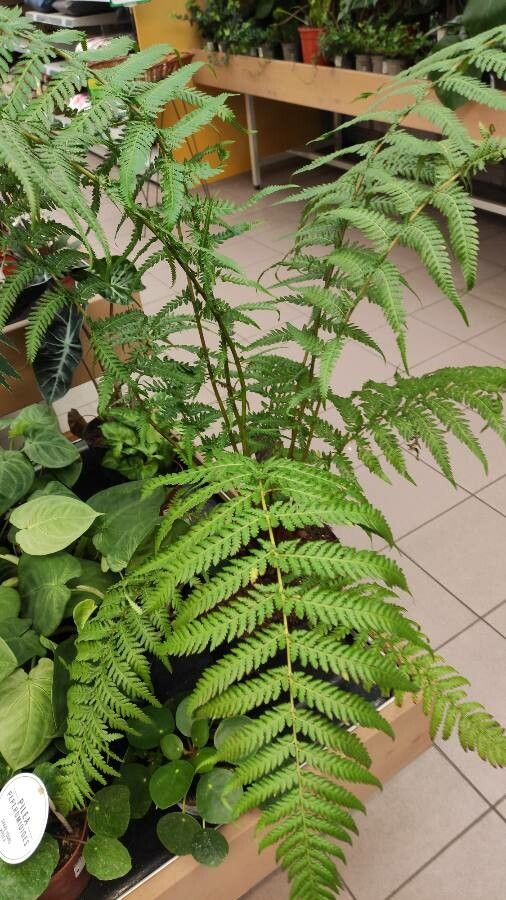 Dicksonia blumei habit