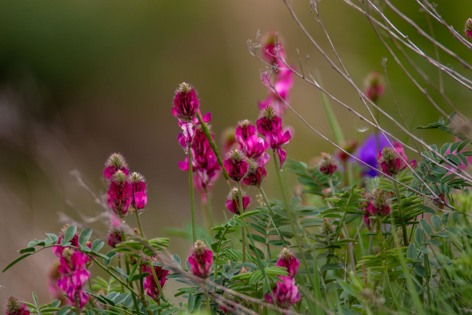 Hedysarum songaricum — houseplant care guide