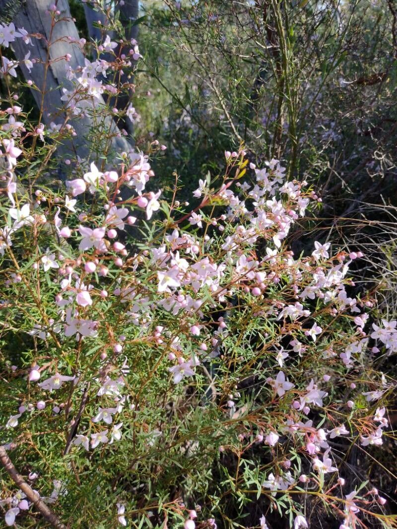 Boronia floribunda habit