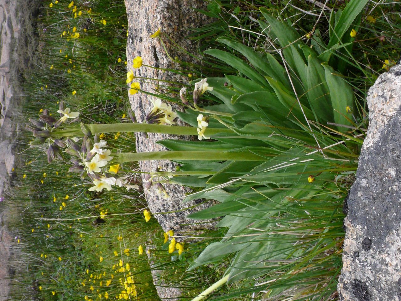 Primula chionantha flower