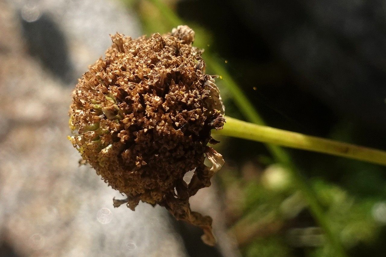 Tripleurospermum maritimum fruit