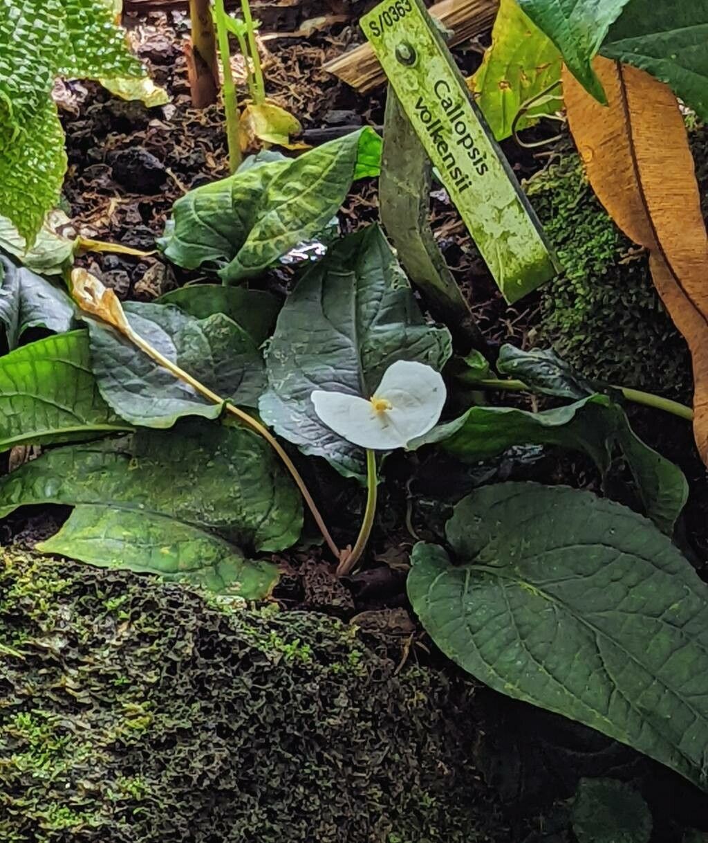 Callopsis volkensii — search result for 'Cameroon'