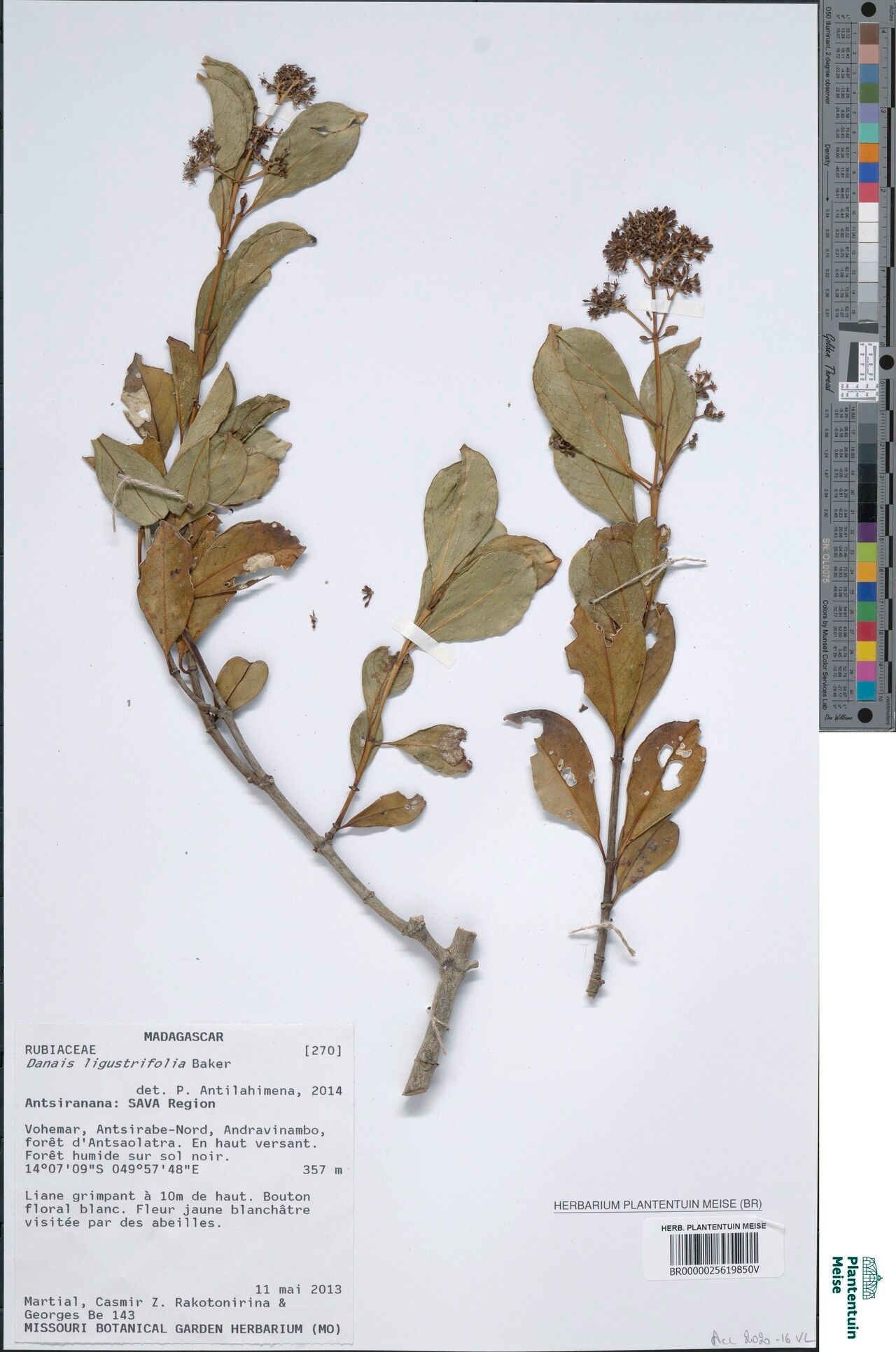 Danais ligustrifolia — houseplant care guide