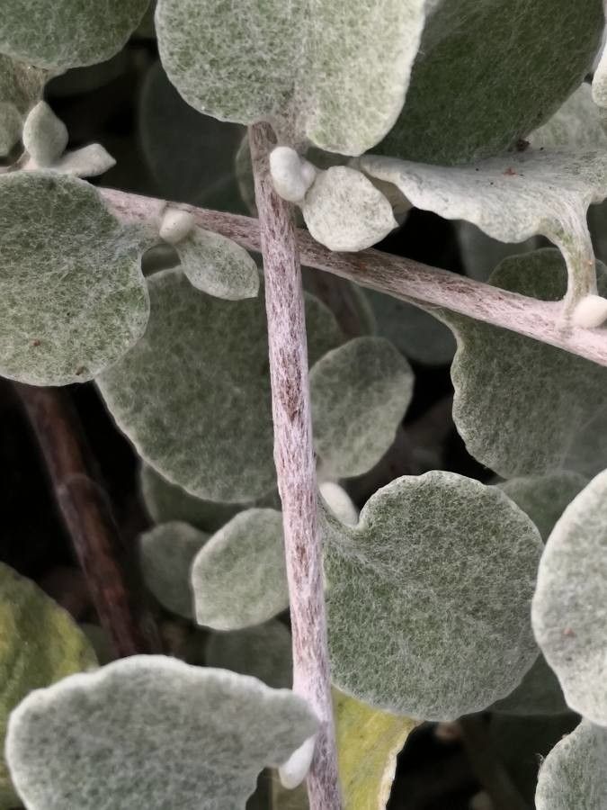 Helichrysum petiolare bark