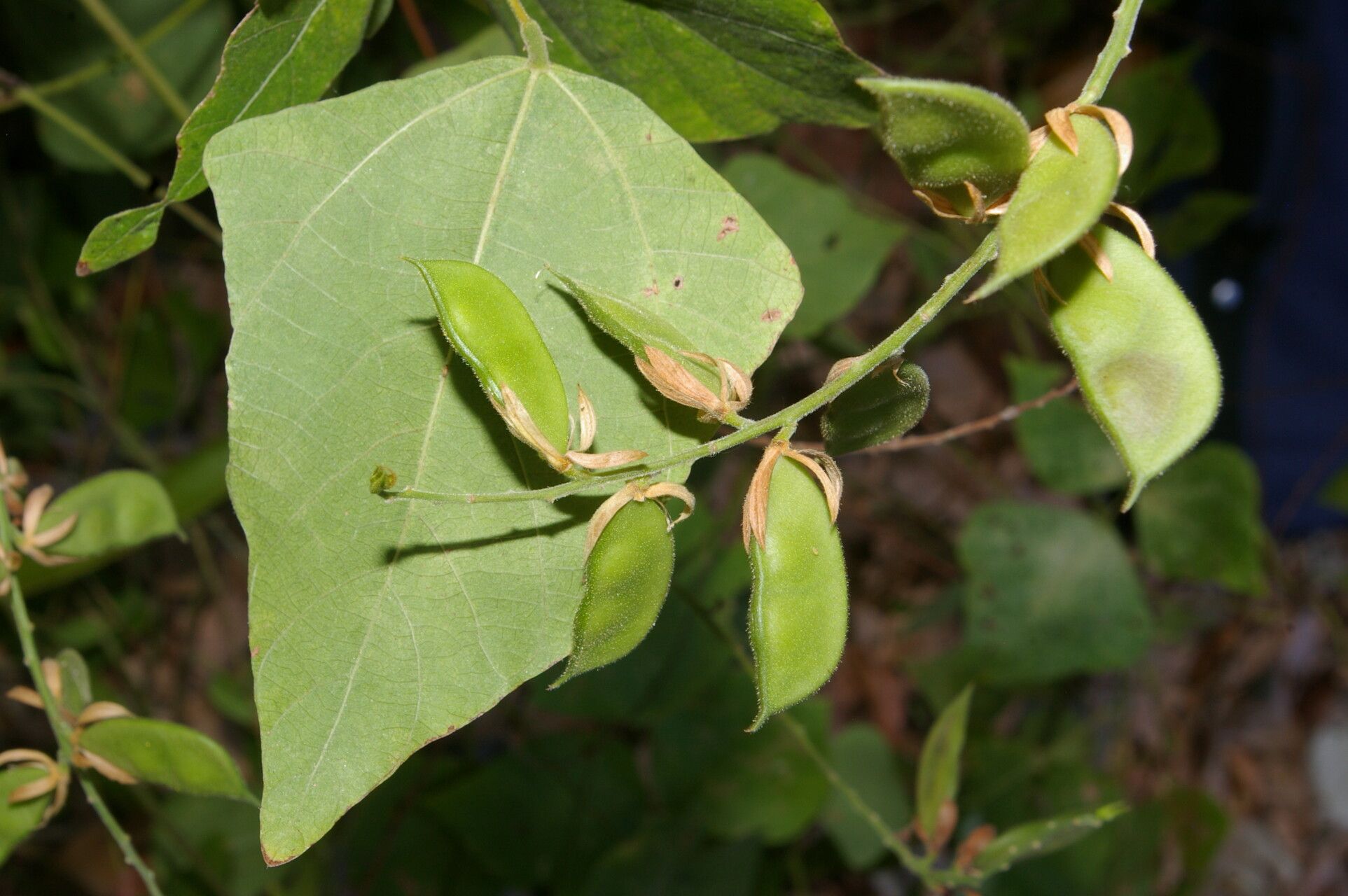Rhynchosia calycosa fruit