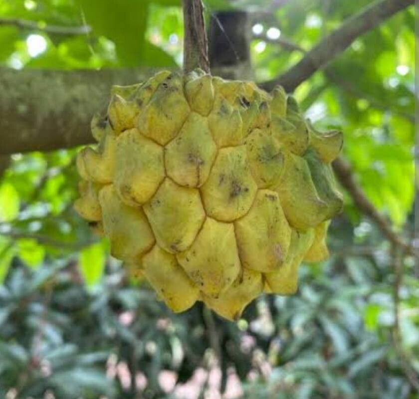 Annona edulis fruit