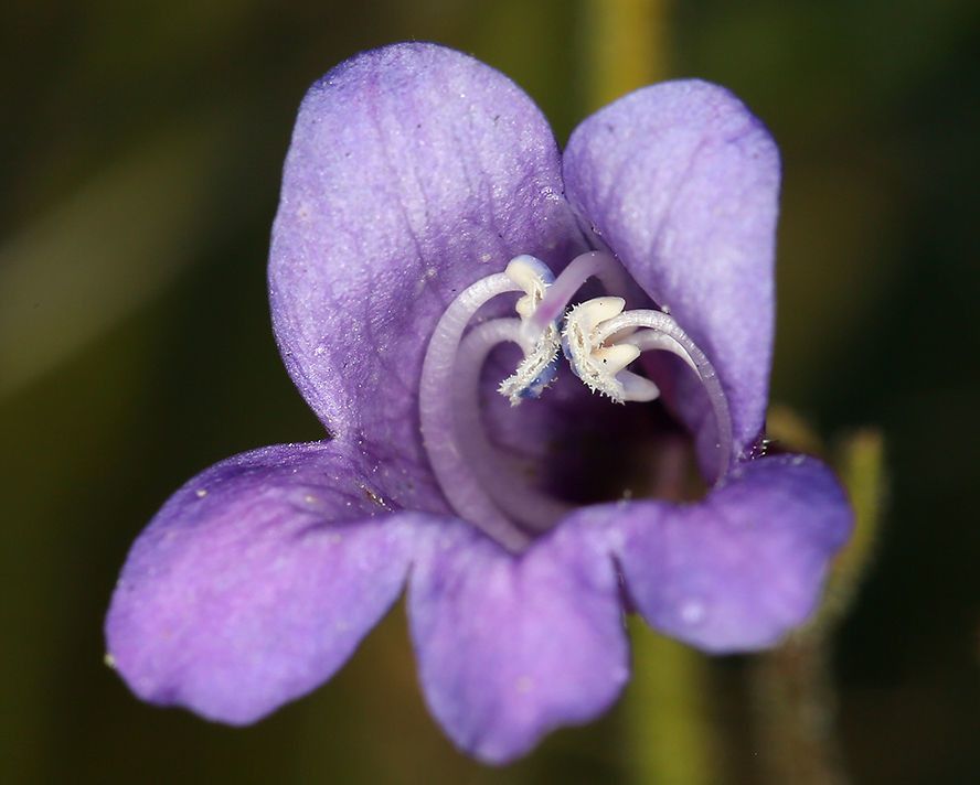 Penstemon filiformis — houseplant care guide