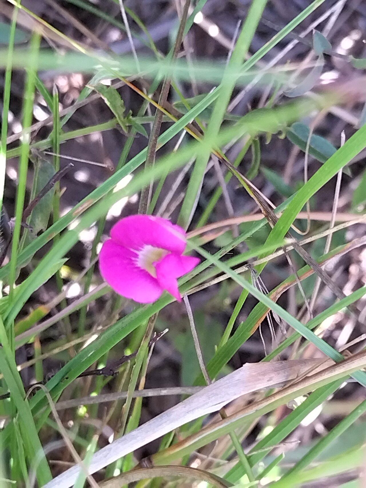 Tephrosia capensis habit