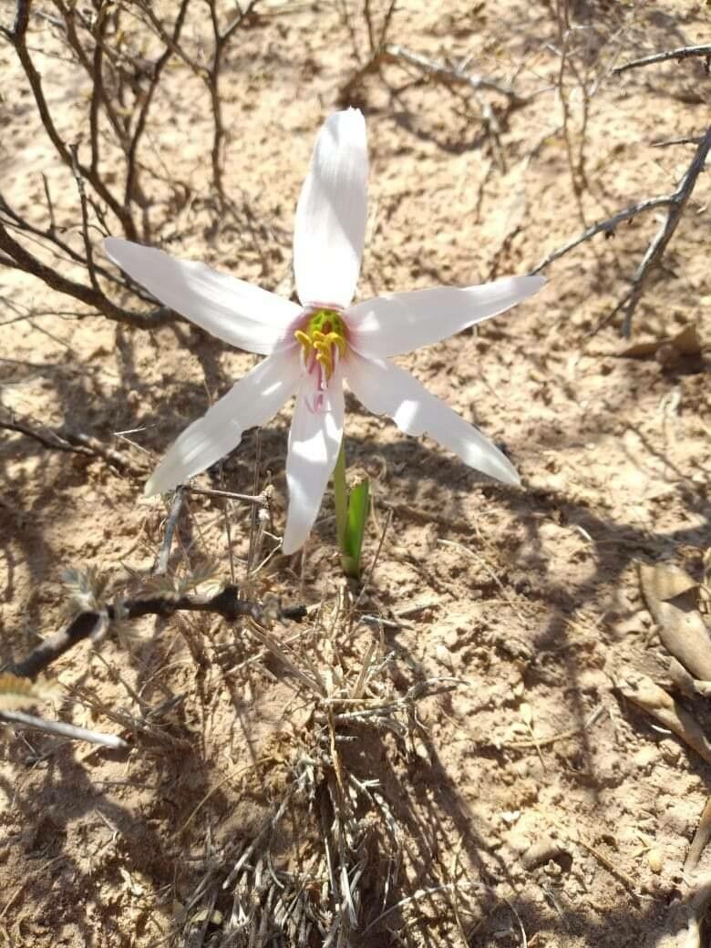 Habranthus jamesonii flower
