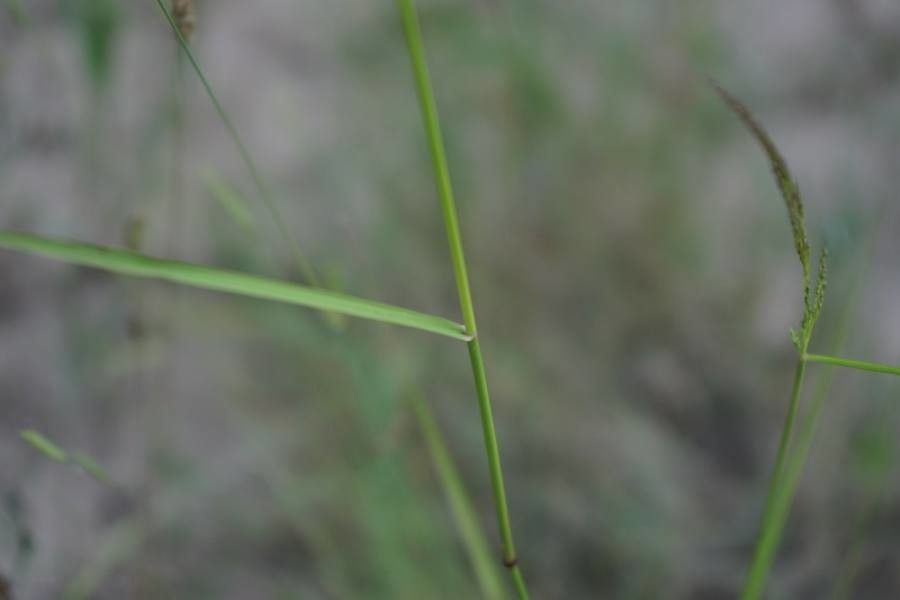 Agrostis canina — related species from the same genus