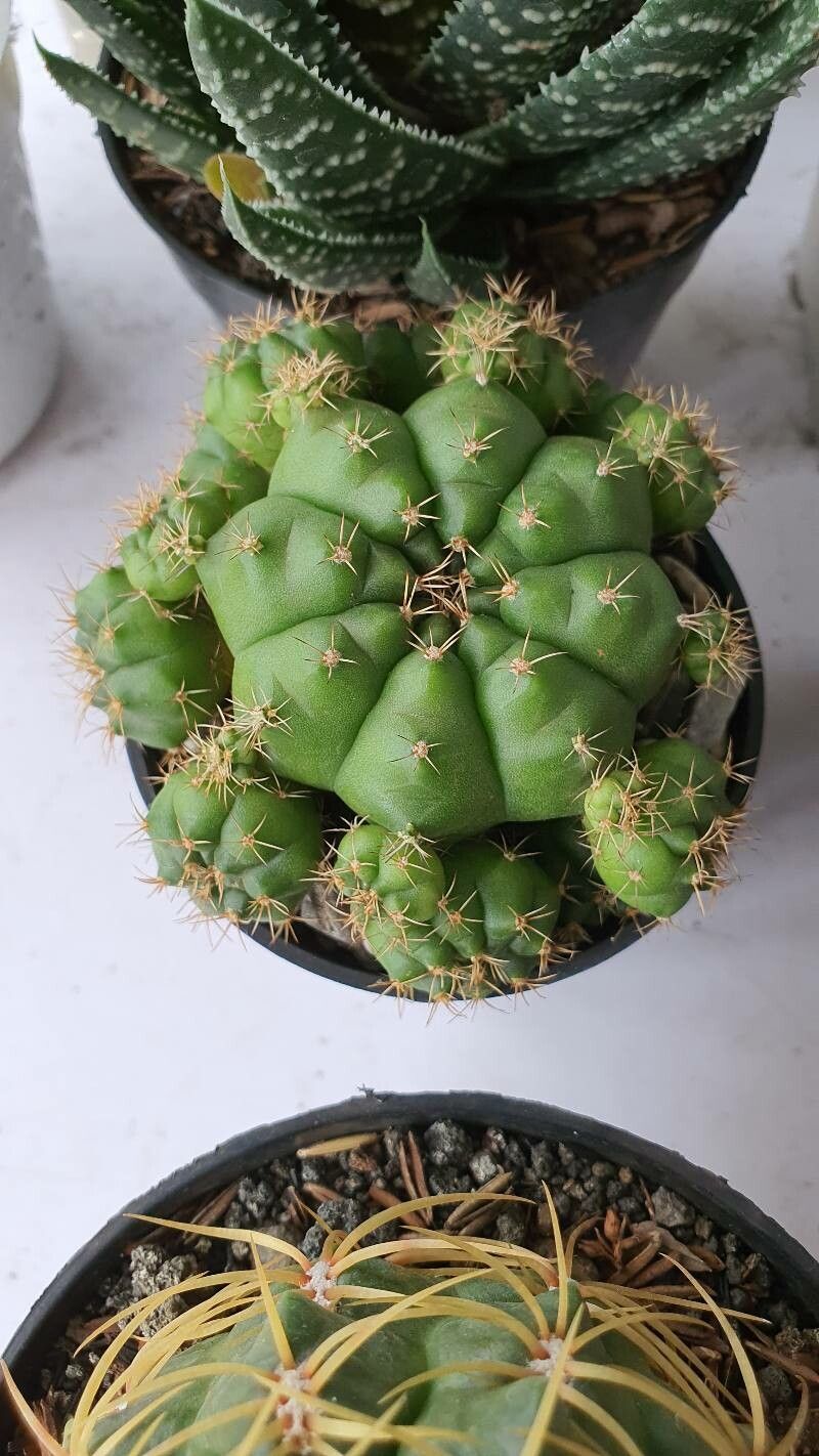 Gymnocalycium anisitsii bark
