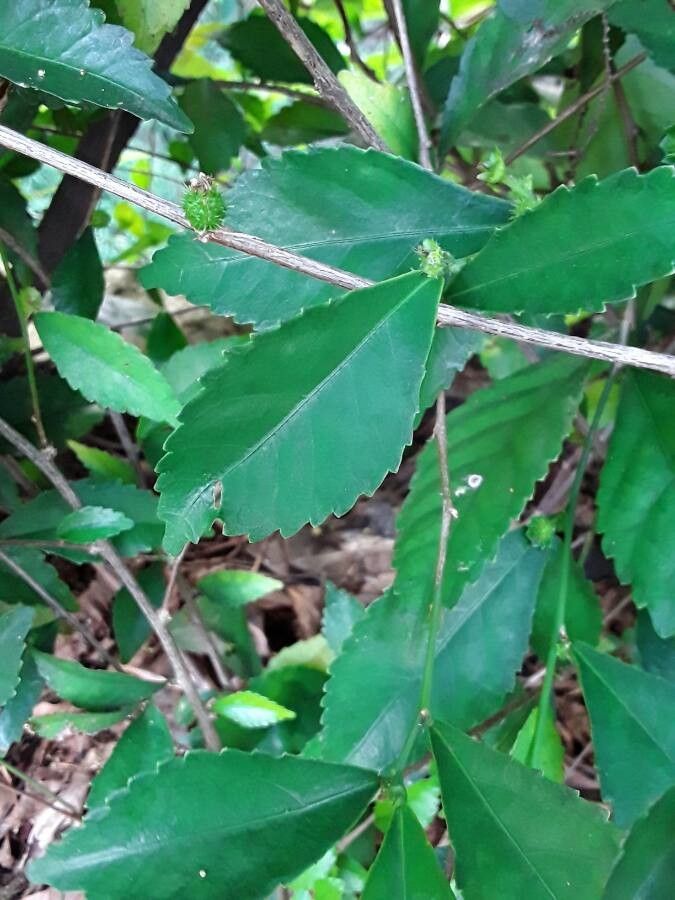 Acalypha siamensis leaf