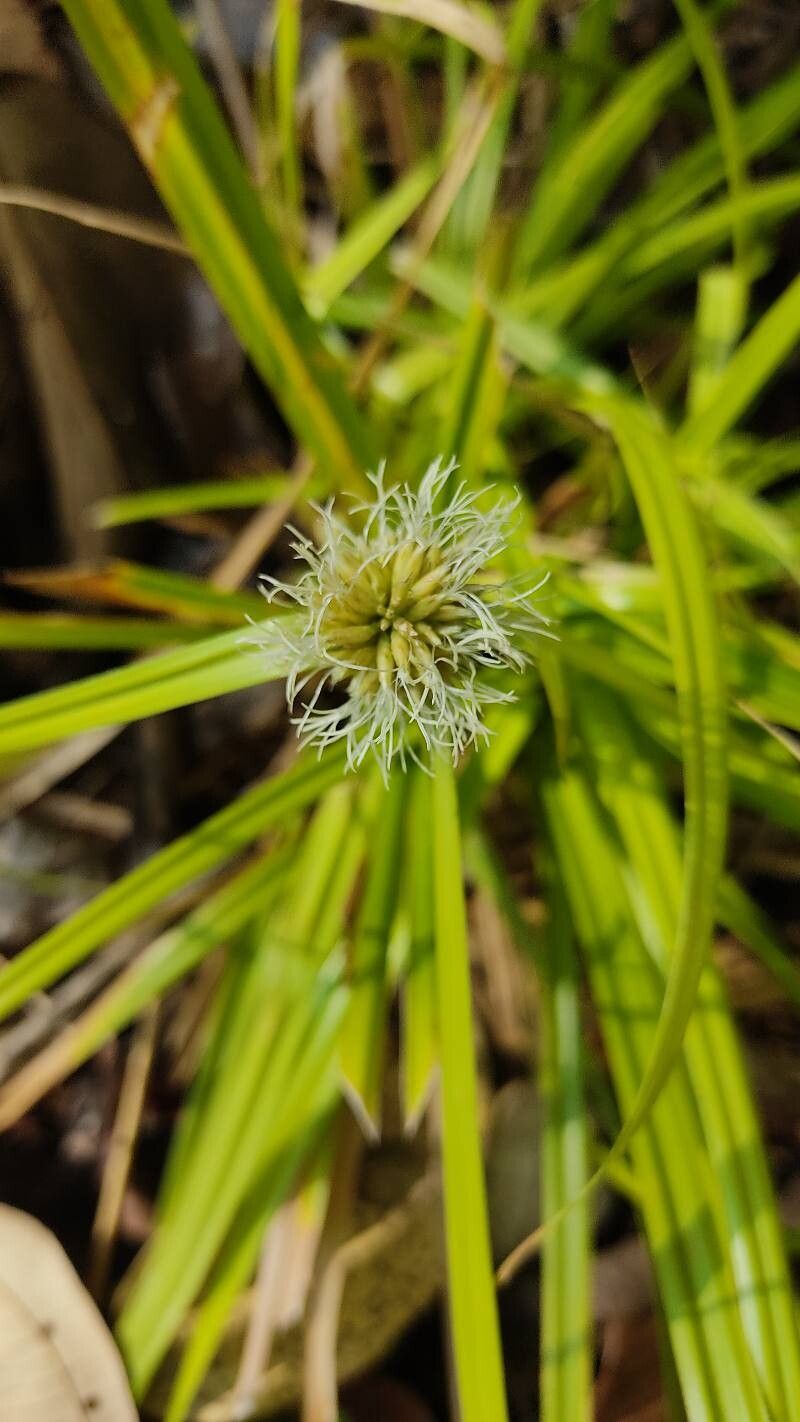 Rhynchospora cephalotes flower