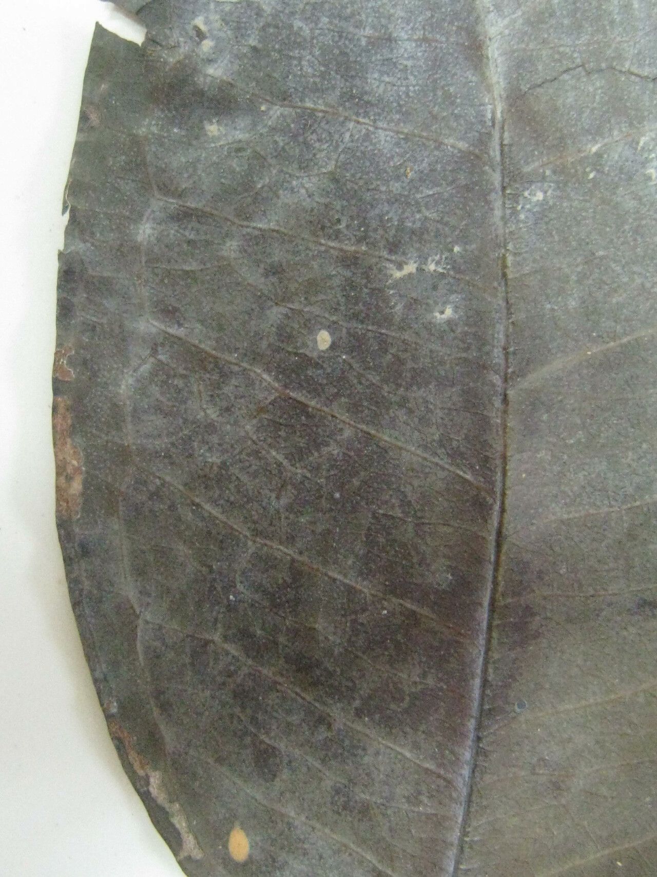 Eugenia lambertiana other