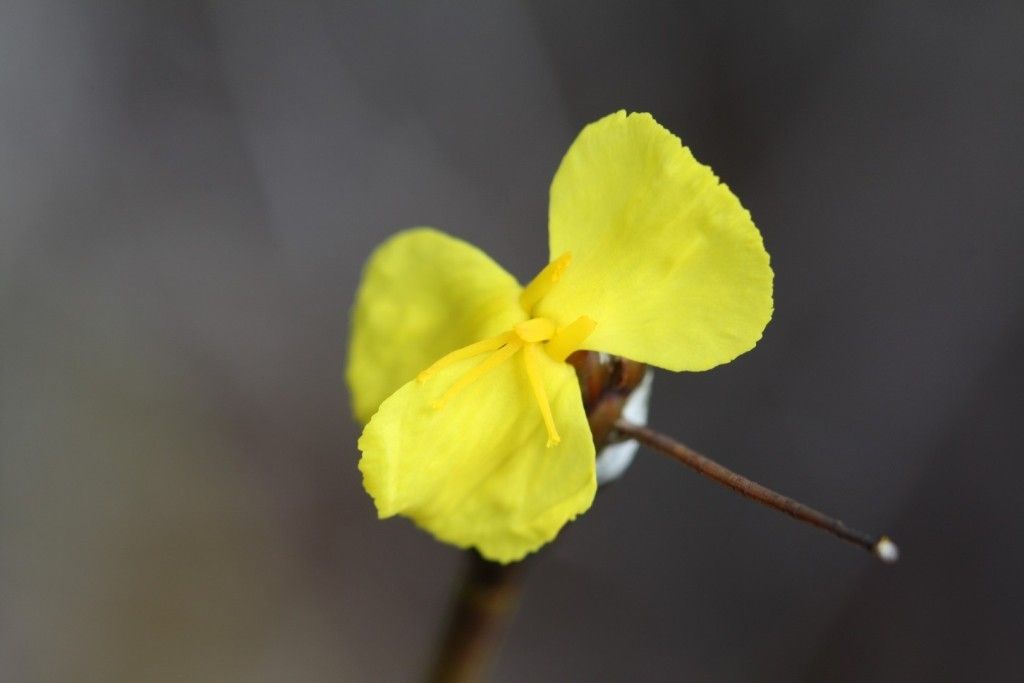 Xyris pancheri habit