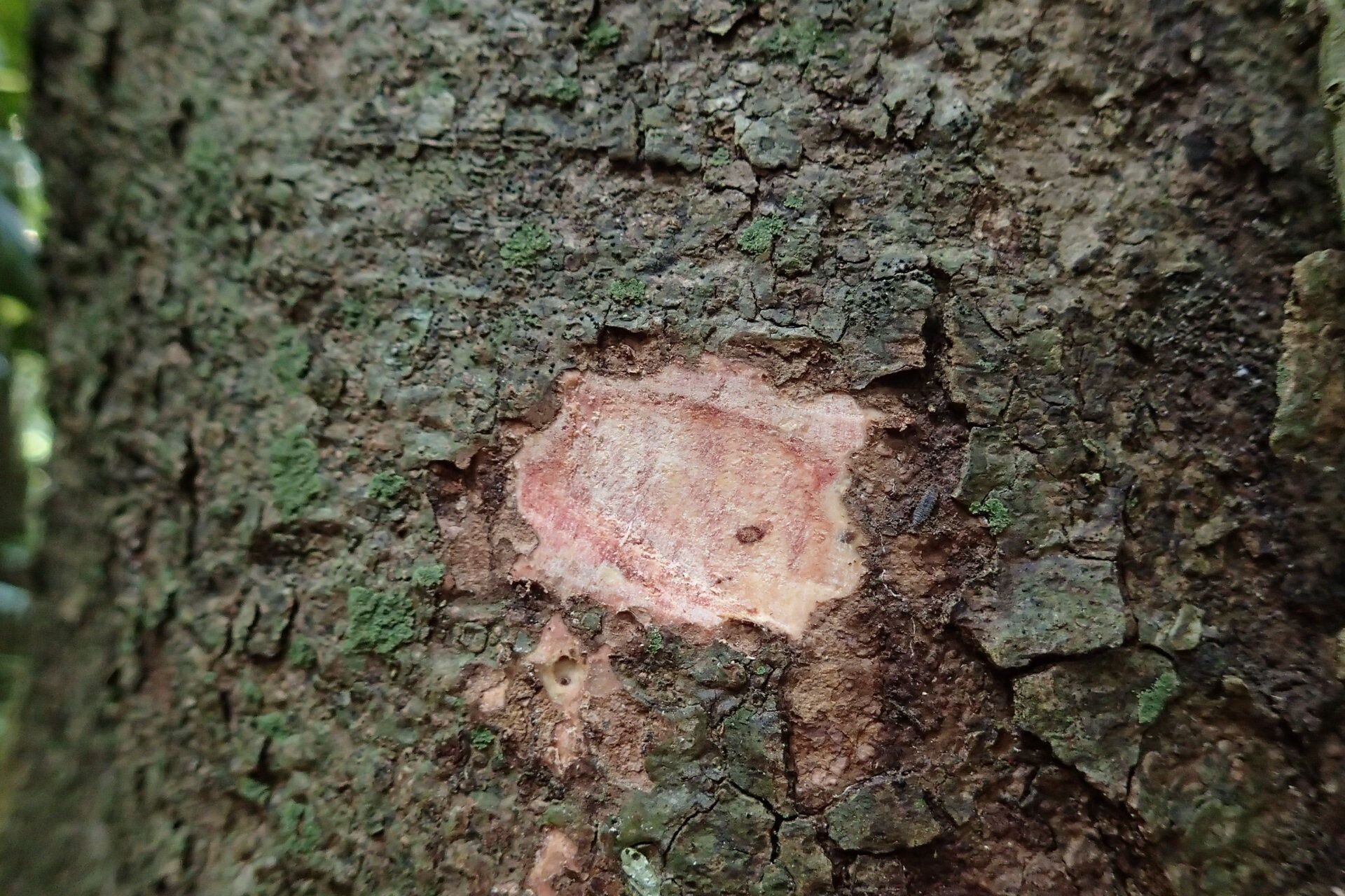 Didymocheton pachypodus bark