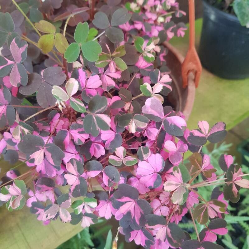 Oxalis spiralis flower