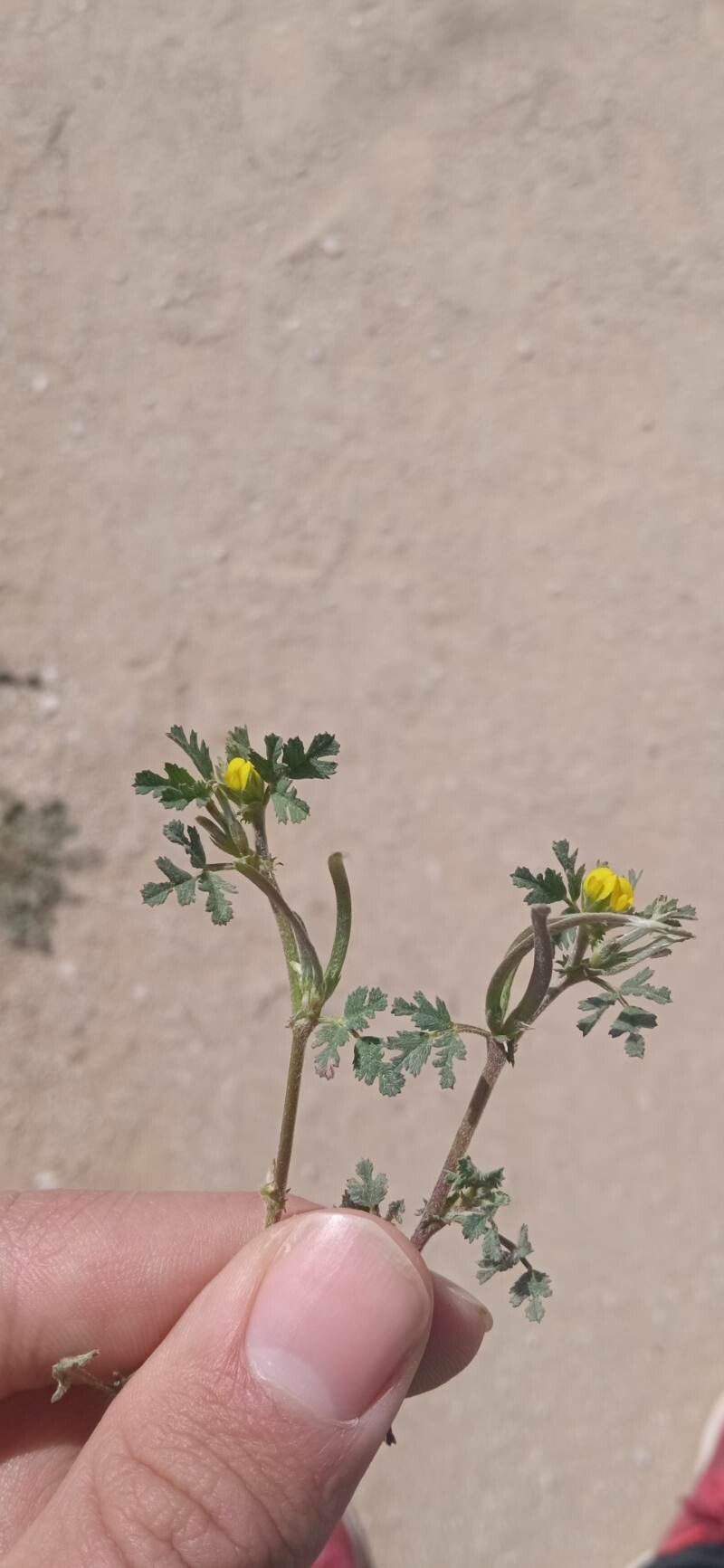 Trigonella polyceratia — houseplant care guide