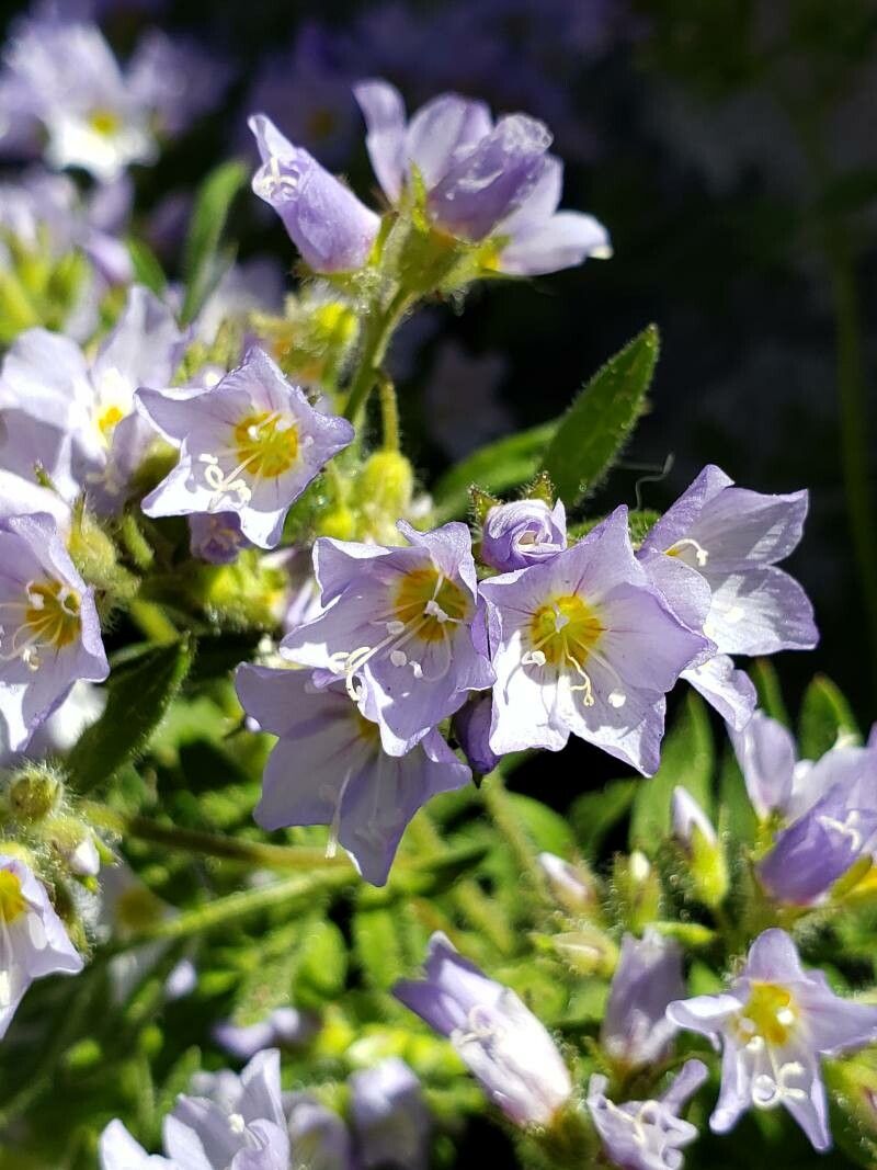 Polemonium californicum flower