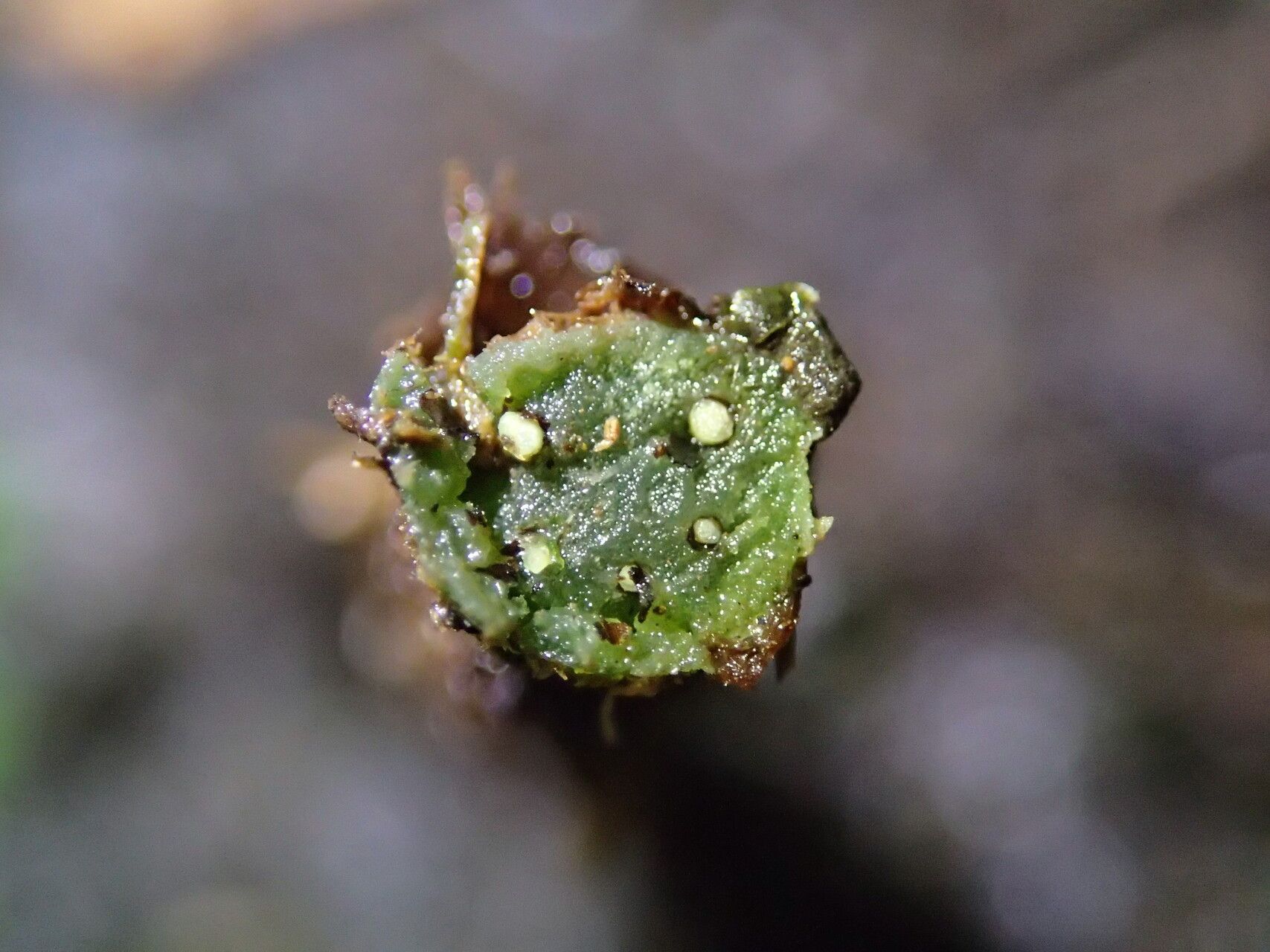 Polystichum transvaalense other