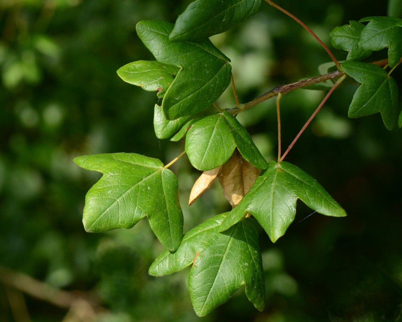 Acer monspessulanum — search result for 'Acer'