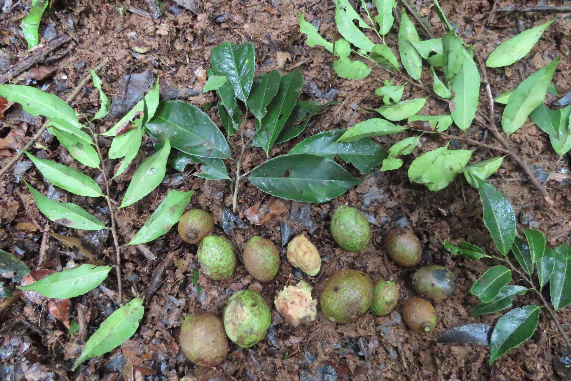 Sacoglottis trichogyna leaf