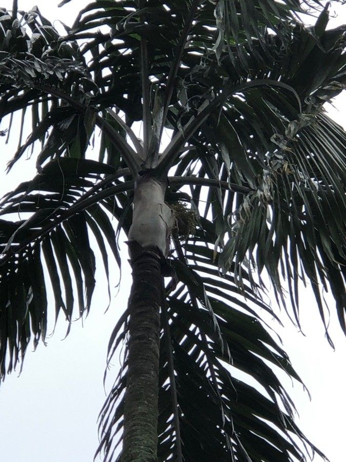 Carpentaria acuminata flower