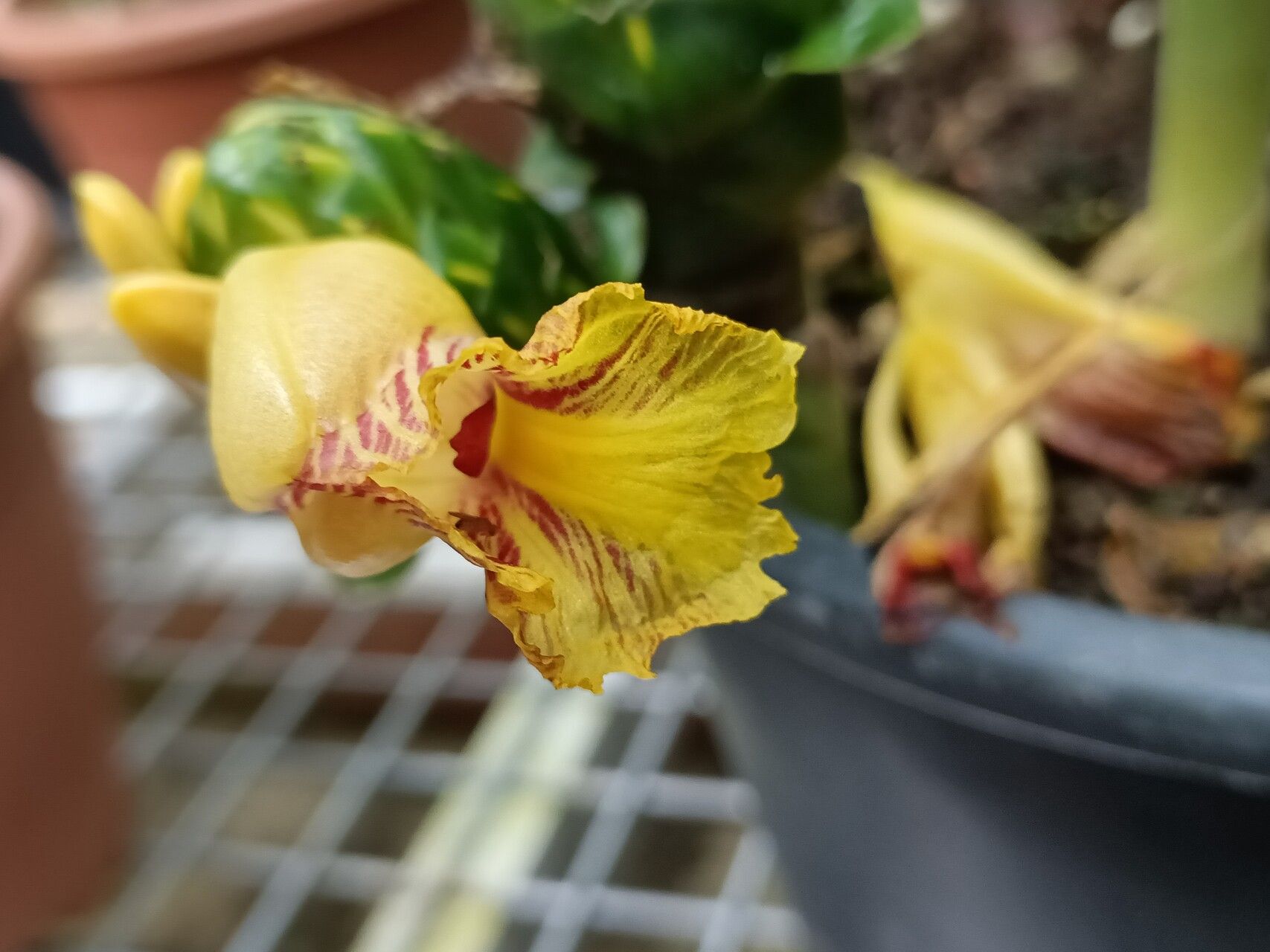 Costus dirzoi flower