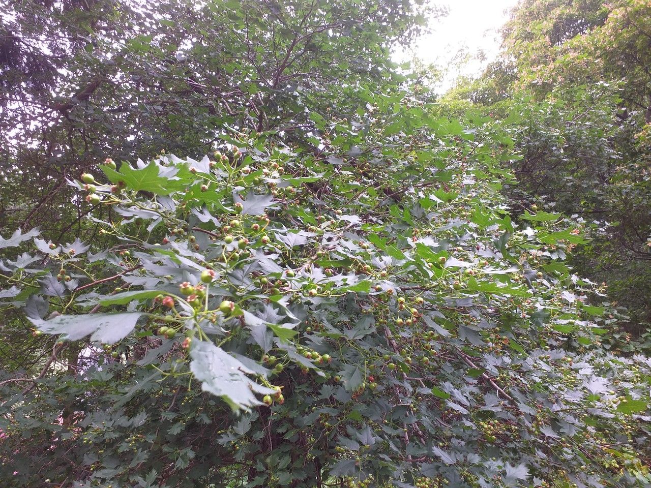 Crataegus almaatensis habit