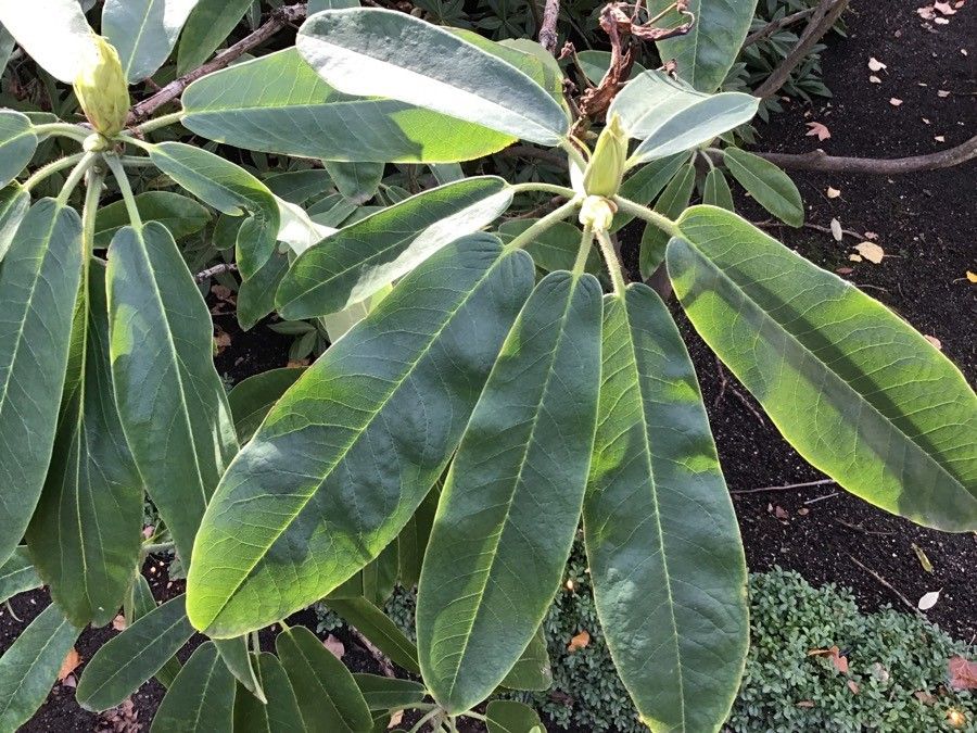 Rhododendron auriculatum — houseplant care guide