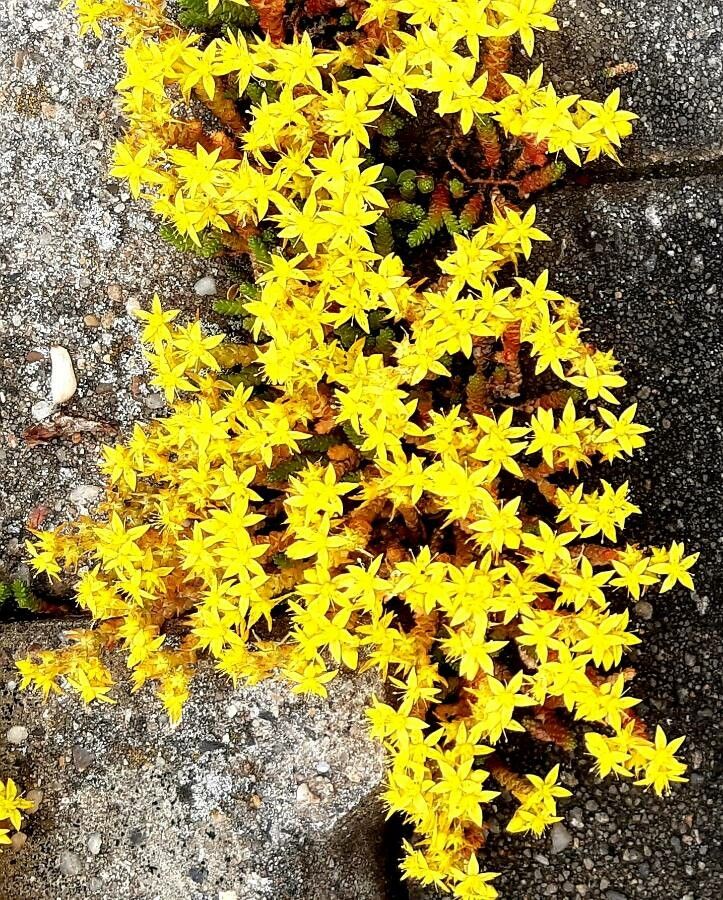 Sedum acre flower