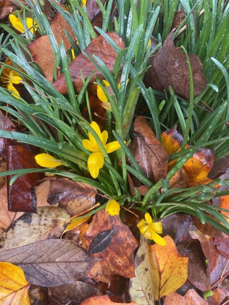 Sternbergia lutea leaf