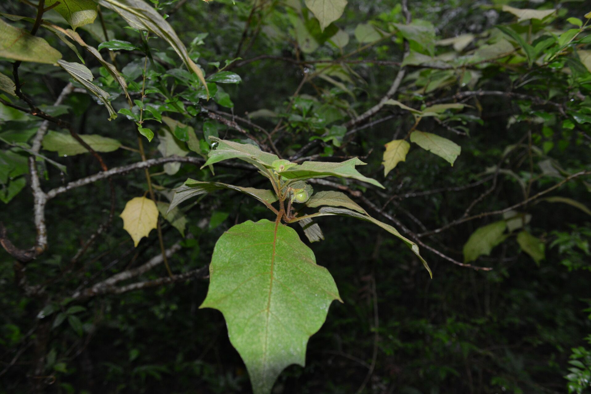Solanum accrescens habit