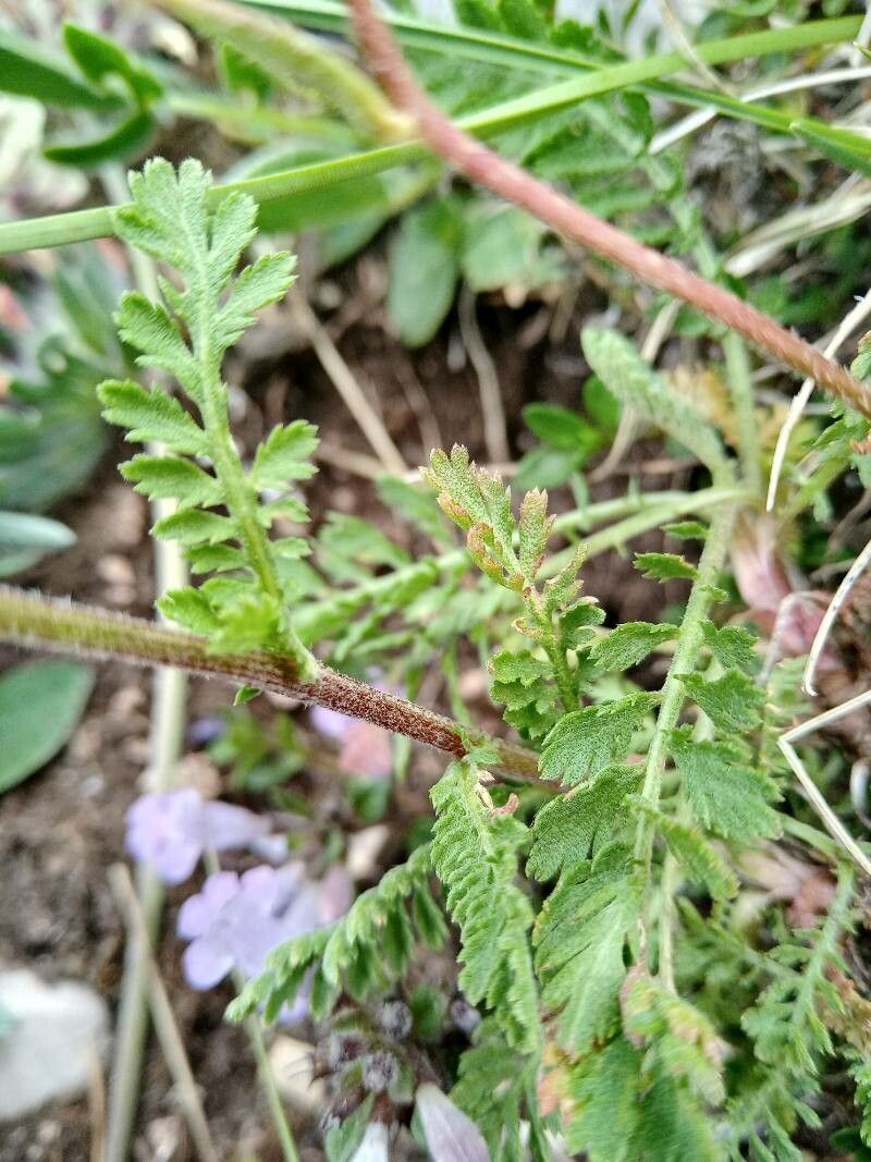 Achillea virescens — search result for 'Achillea'