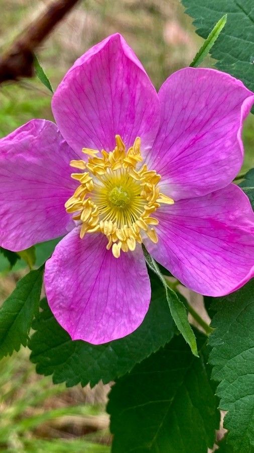 Rosa acicularis flower