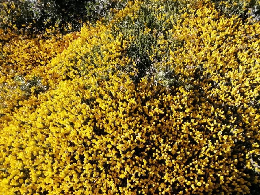 Cytisus fontanesii flower