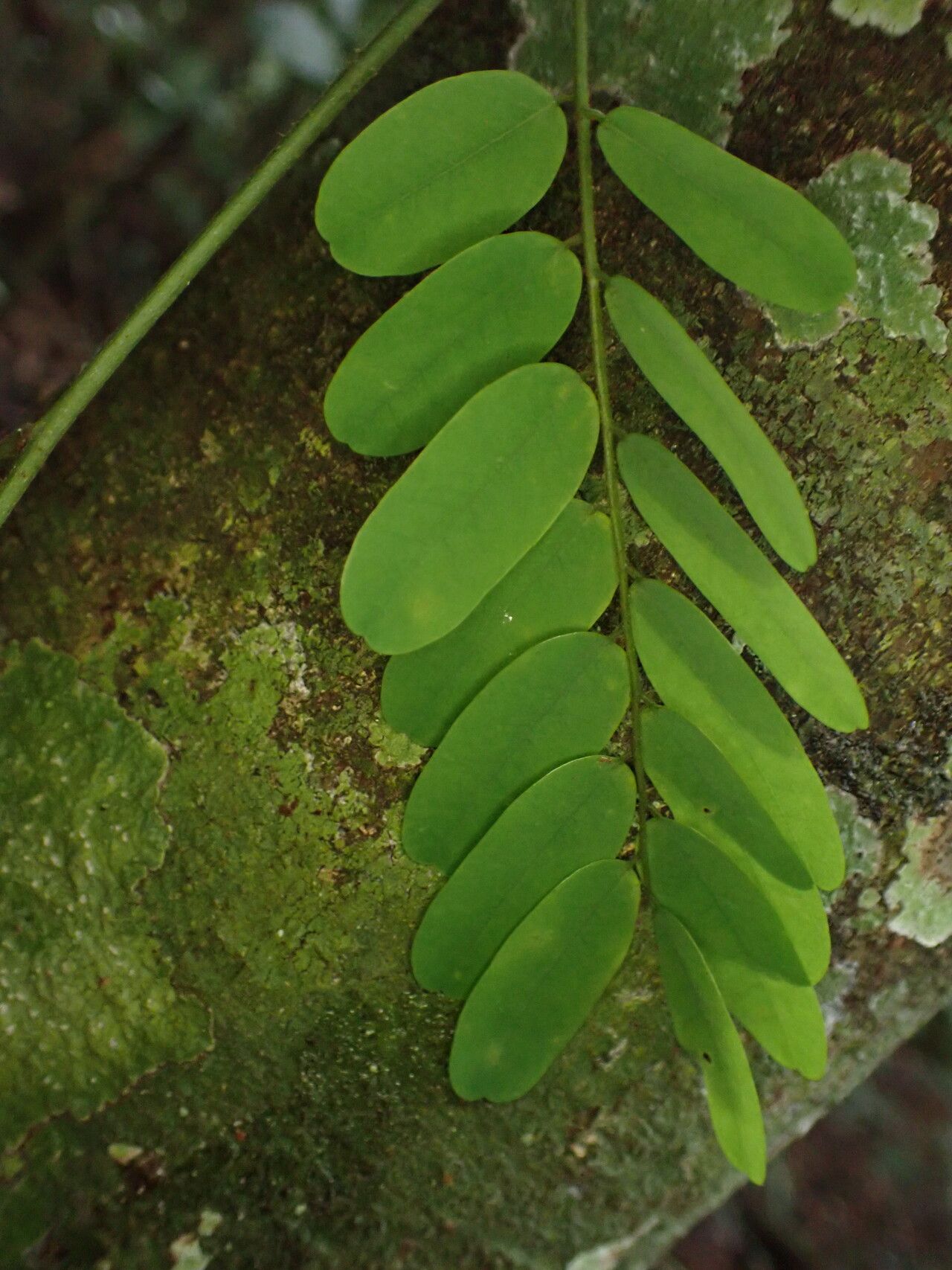 Dalbergia hostilis leaf