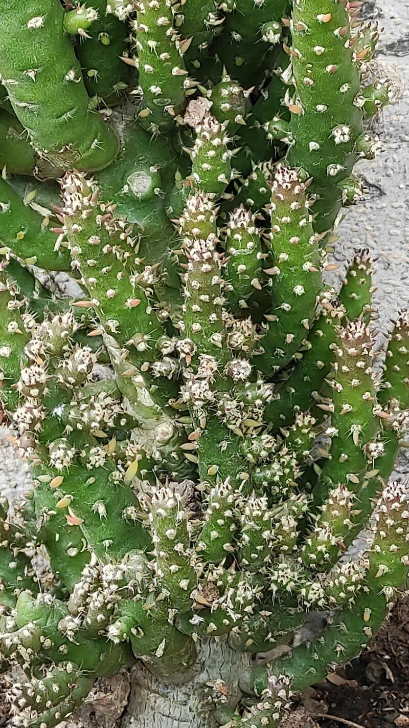 Tephrocactus verschaffeltii leaf