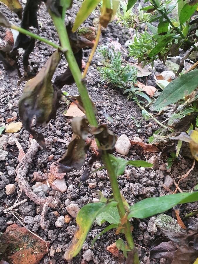 Aster pyrenaeus bark