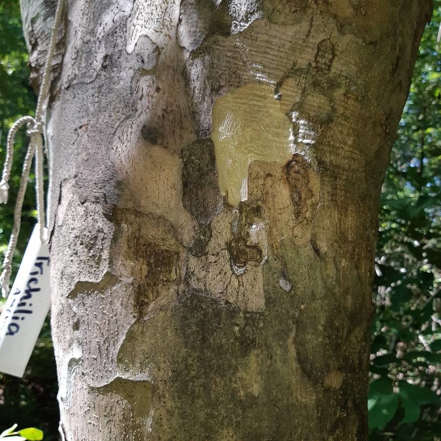 Trichilia americana bark