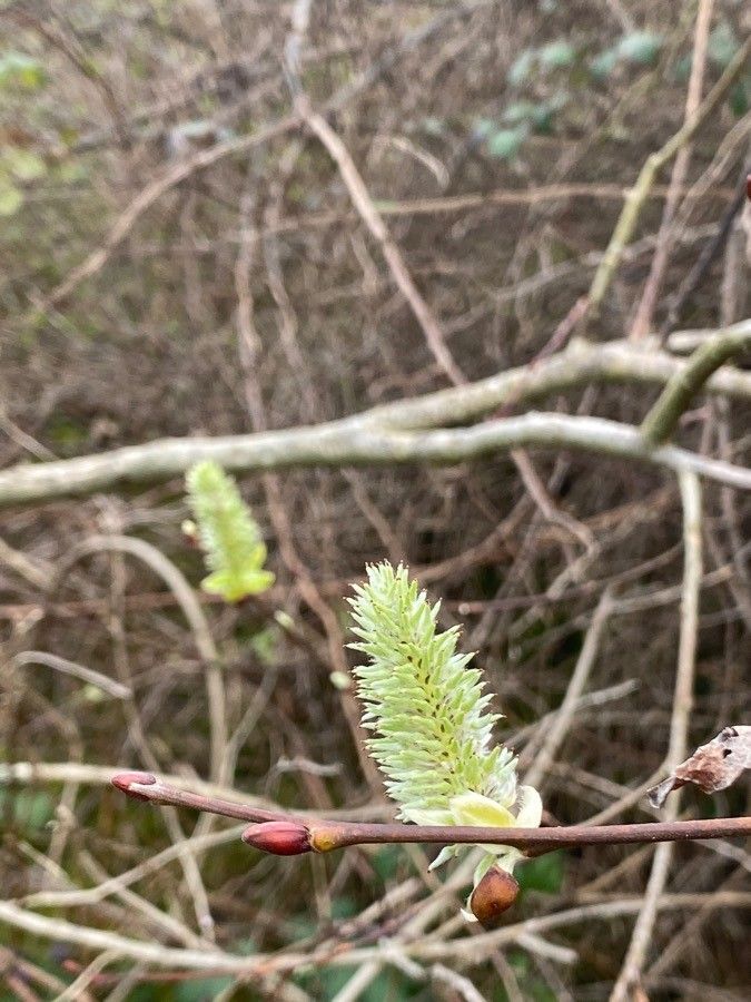 Salix daphnoides fruit