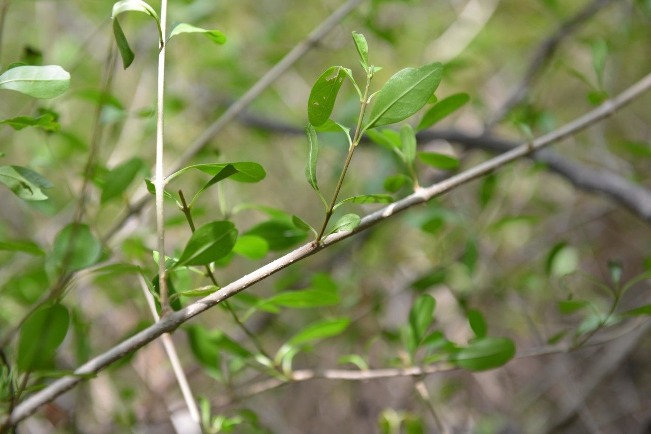 Volkameria pittieri other