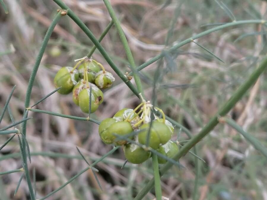 Asparagus plocamoides fruit
