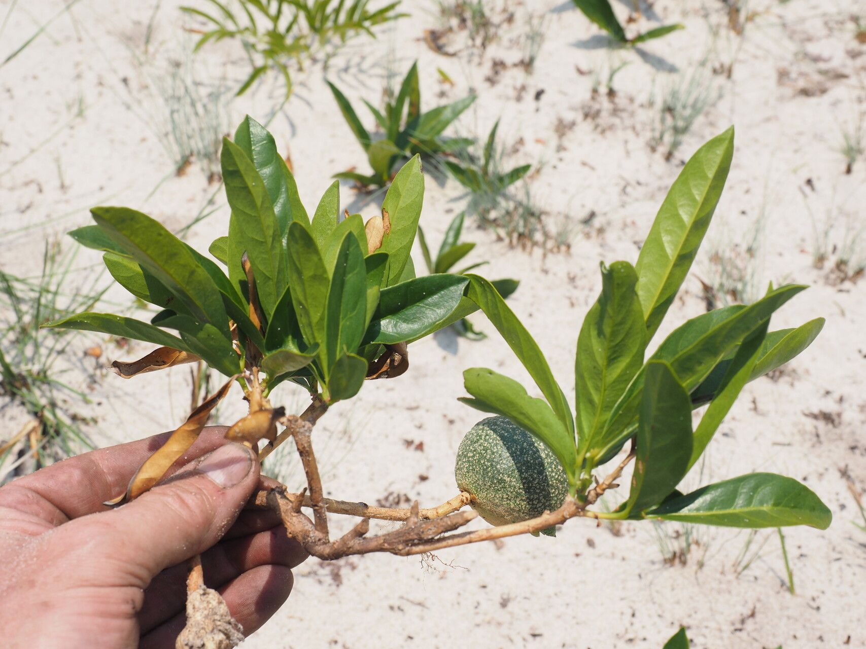 Napoleonaea gossweileri — search result for 'Napoleonaea'