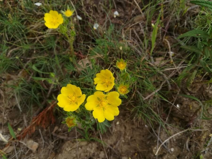 Potentilla hirta flower