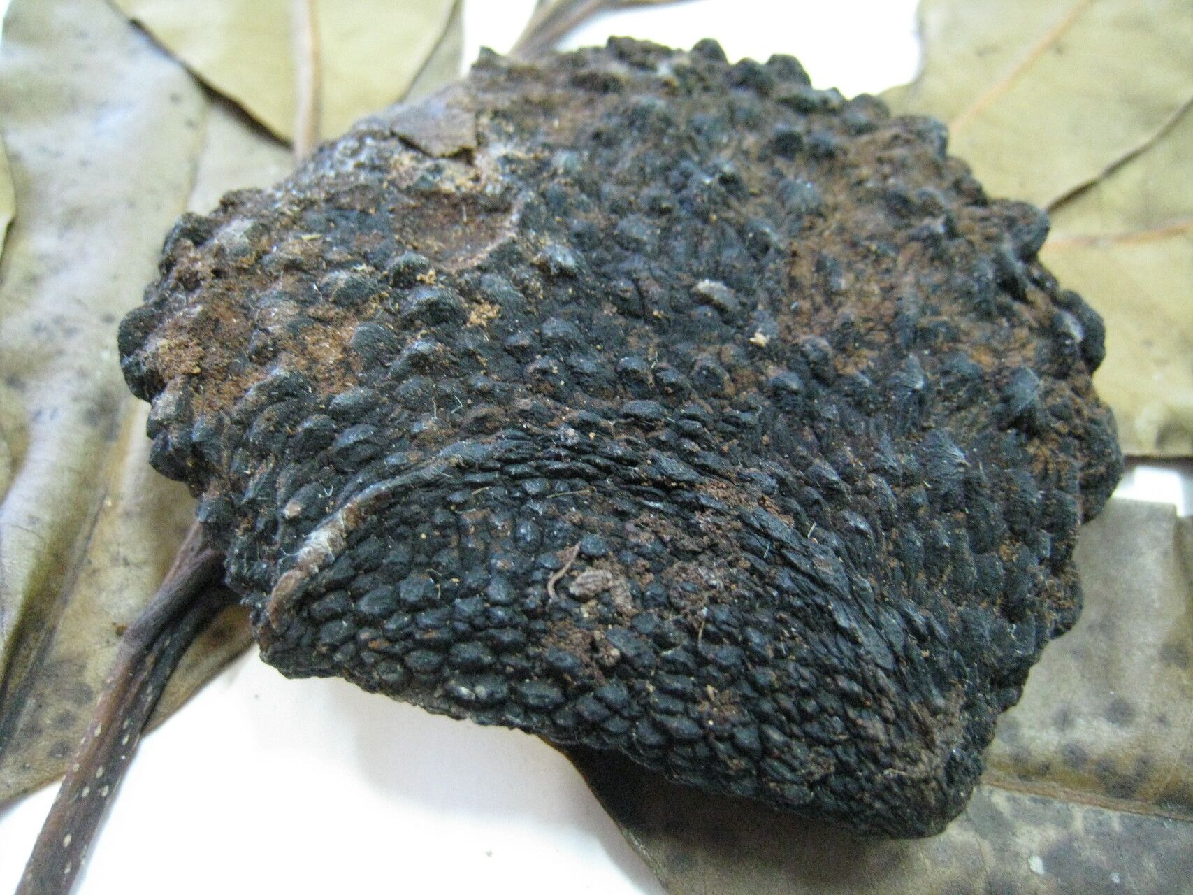 Aspidosperma excelsum other